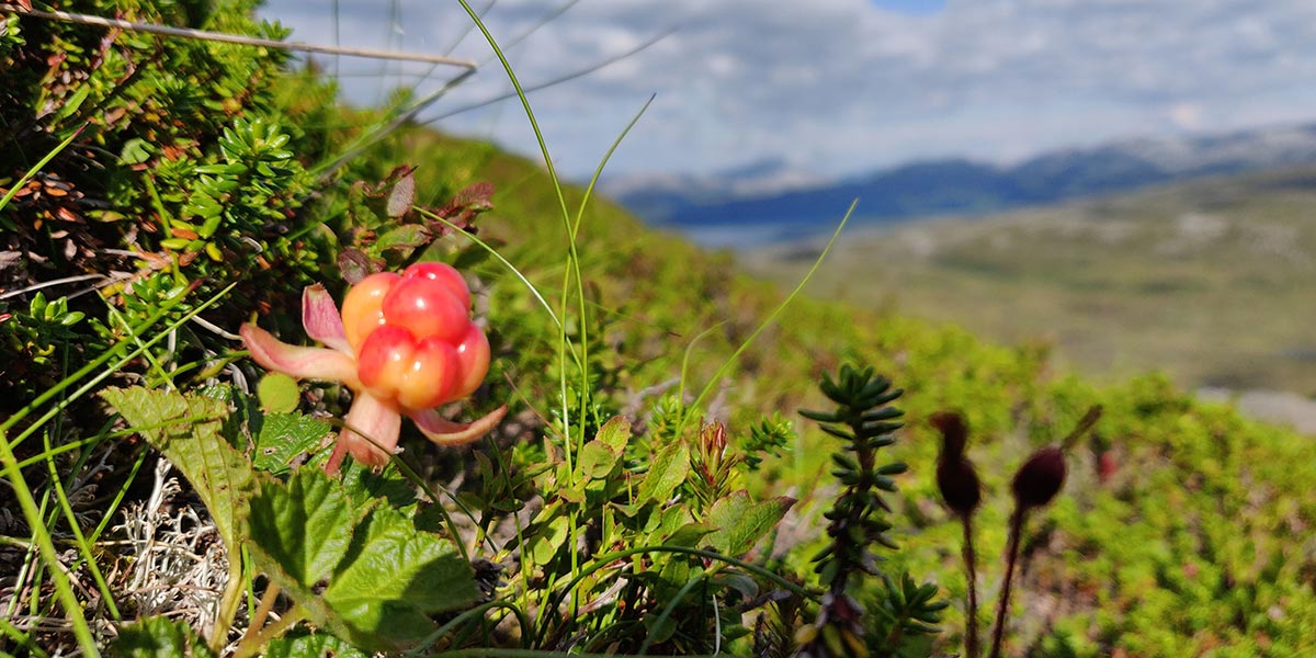 Picking cloudberries in Norway